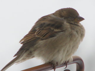 Chipping Sparrow (cold).jpg