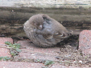 Cold sparrow on the walk.jpg