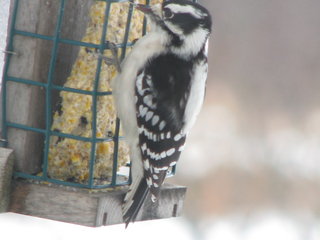 Downy Woodpecker (f).jpg