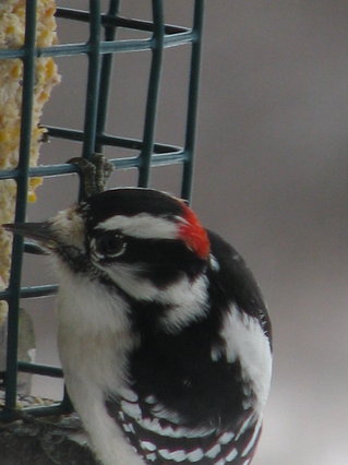 Downy Woodpecker (m).jpg