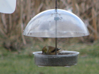 Goldfinch in the Nyjer.jpg