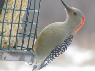 Red-Bellied Woodpecker (f).jpg