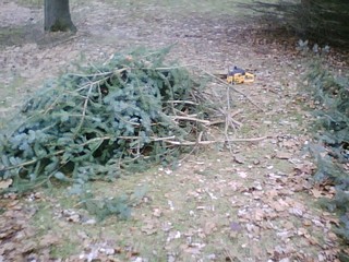 brushpile with saw.jpg