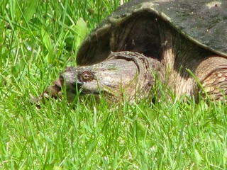 Snapping Turtle close-up.jpg