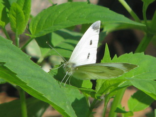 Cabbage_White_butterfly.JPG
