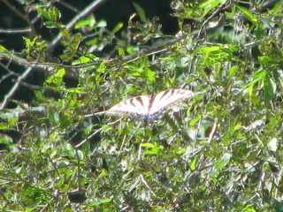 Eastern Tiger Swallowtail Butterfly.JPG