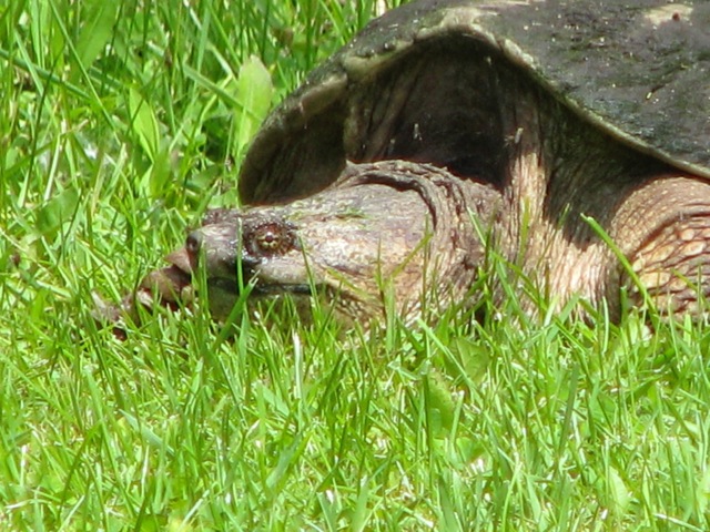 http://geeklair.net/~eofhan/images/Snapping%20Turtle%20close-up.jpg