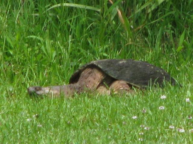 http://geeklair.net/~eofhan/images/Snapping%20Turtle.jpg